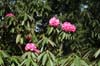 arboreum from Leonardslee-1